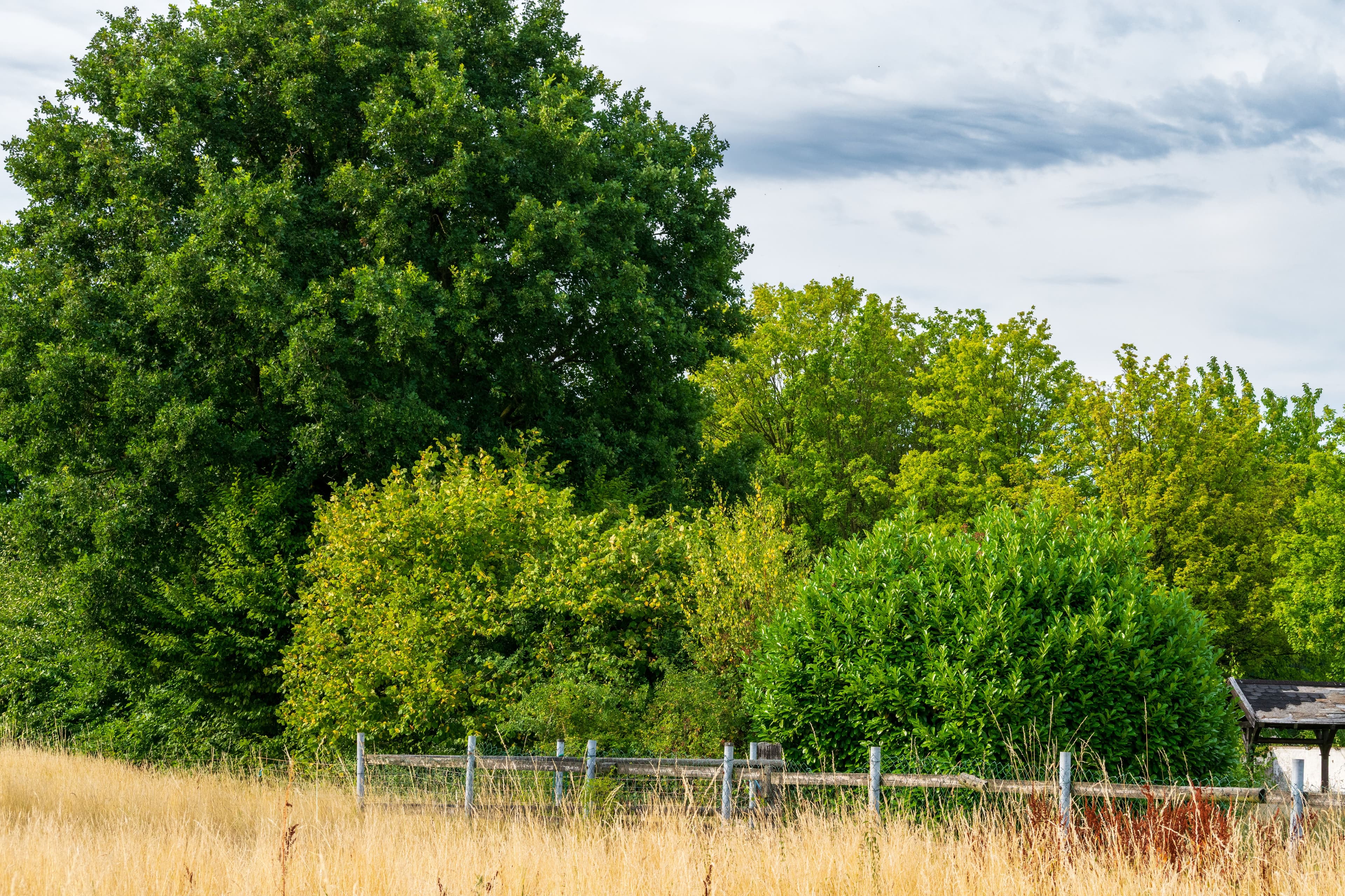 Forest landscape representing environmental assessment work